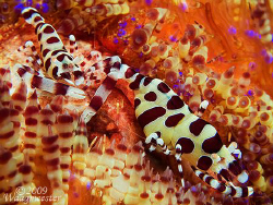 Coleman Shrimps (Periclimenes colemani) on sea urchin (As... by Marco Waagmeester 